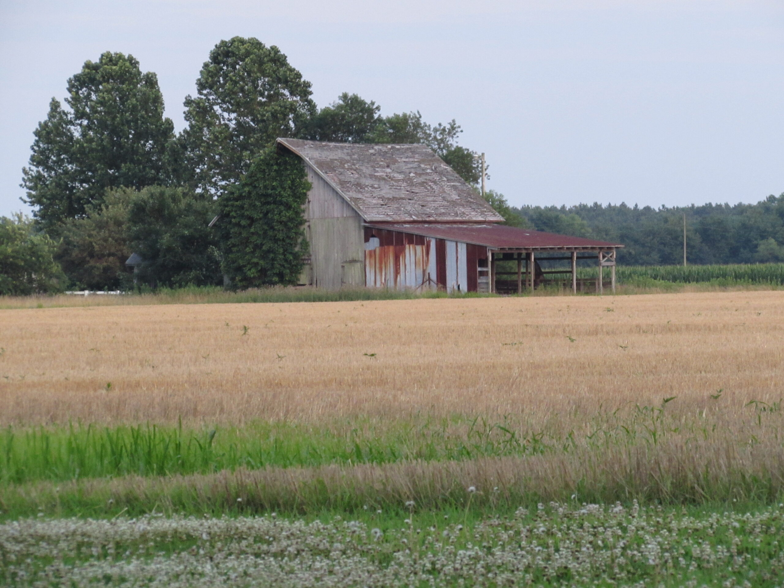 Back on the Farm