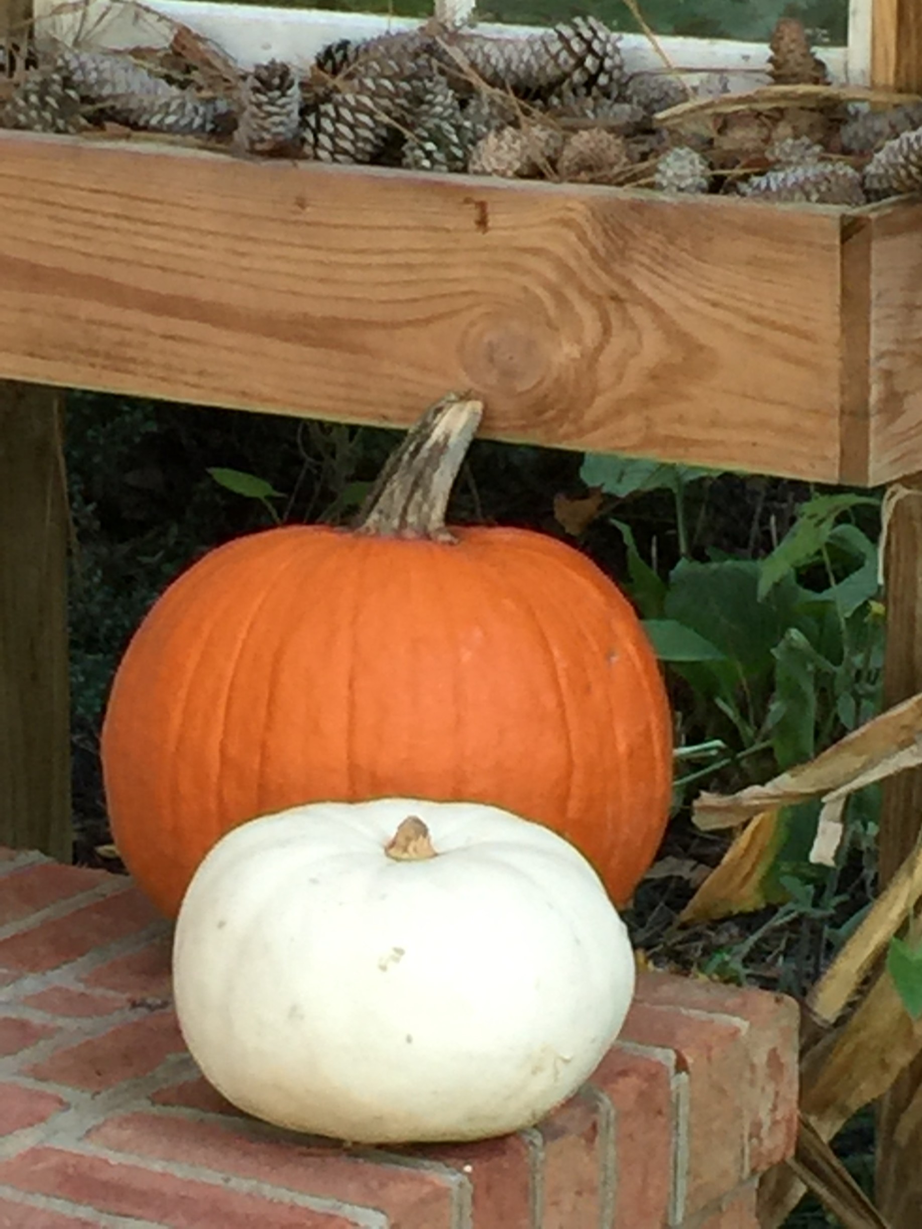 Pumpkin Cake
